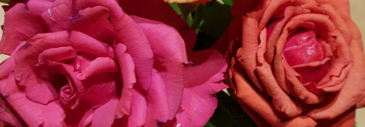 Türkisch als Zweitsprache in Köln lernen mit Muttersprachlerin Sevinc